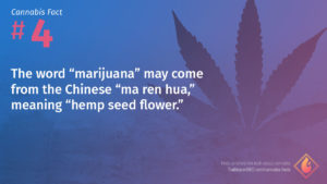 Cannabis Fact 4