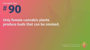 Cannabis Fact 90