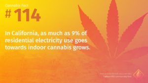 Cannabis Fact 114